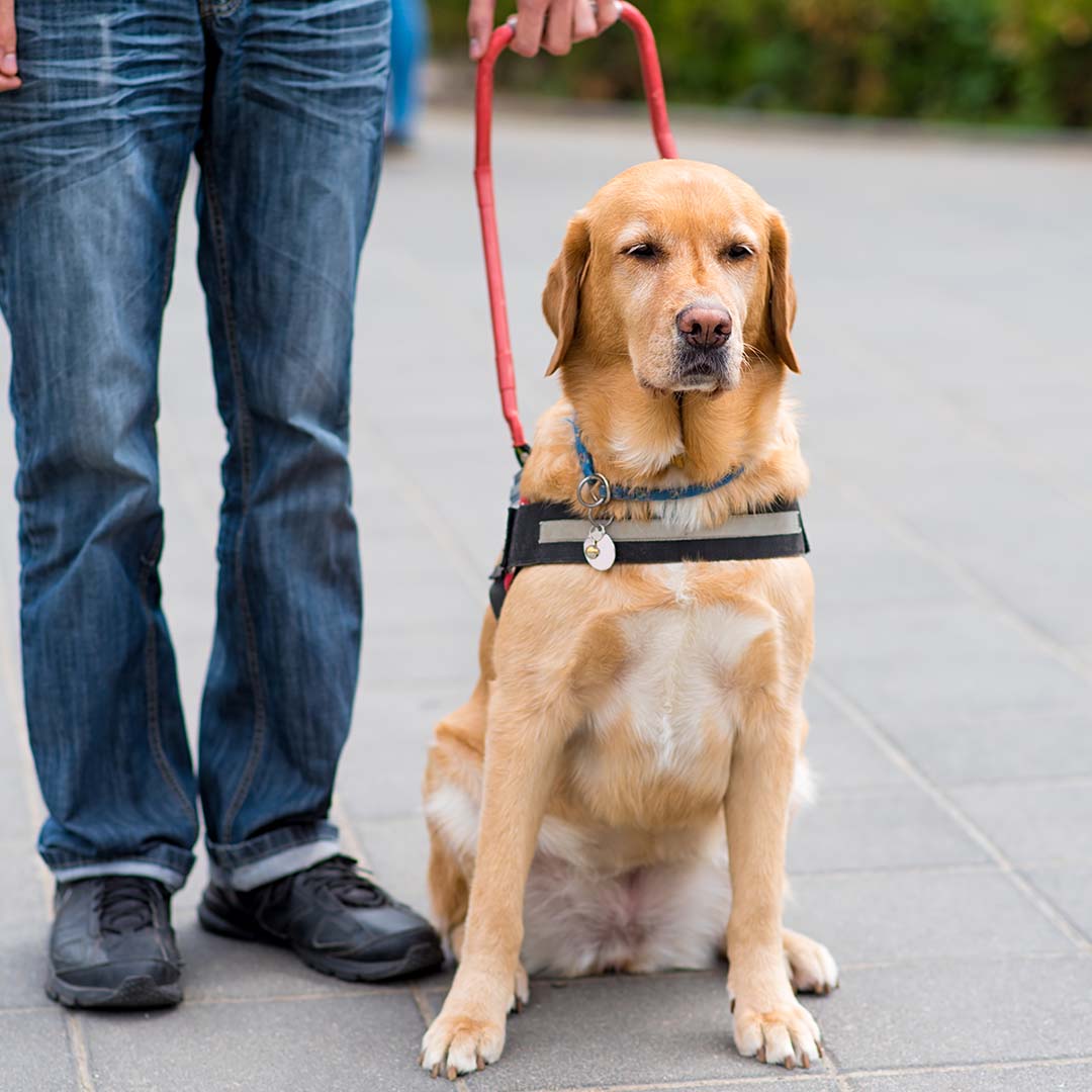 Service animal and his handler